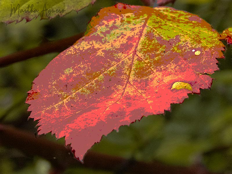 Martha Aguero  Autumn Colors