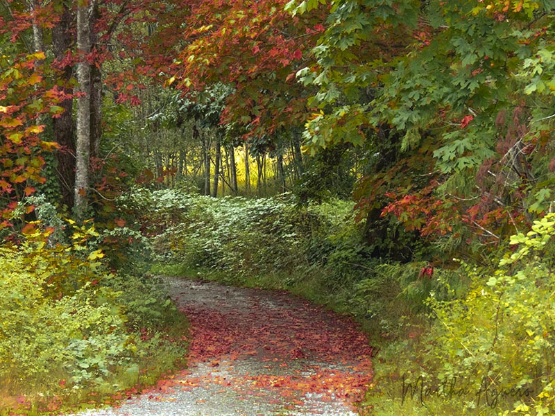 Martha Aguero  Autumn path