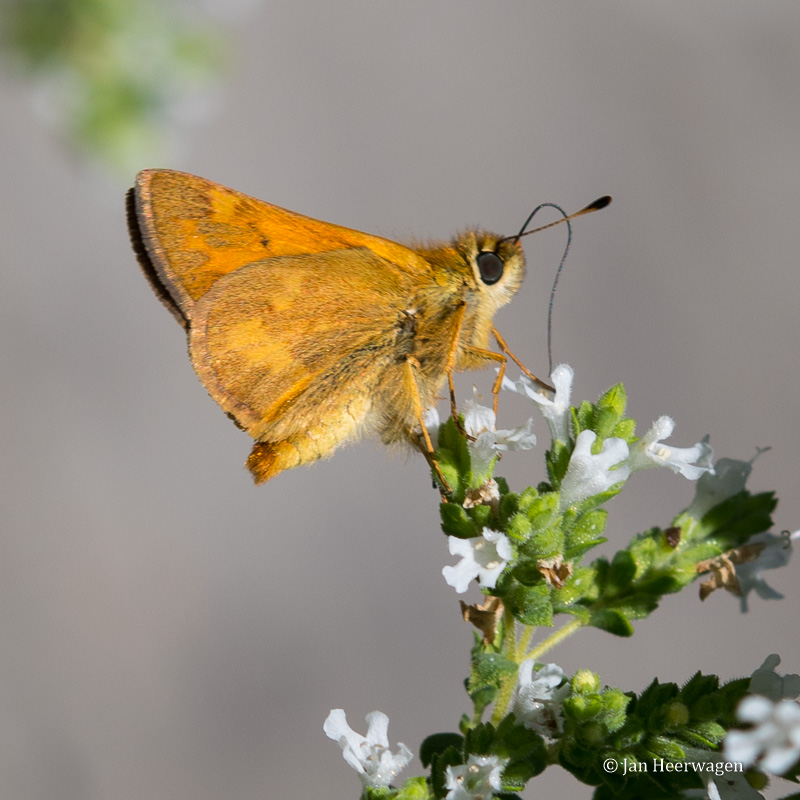 Jan Heerwagen <br> Woodland Skipper