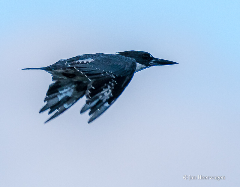 Jan Heerwagen  Kingfisher #1