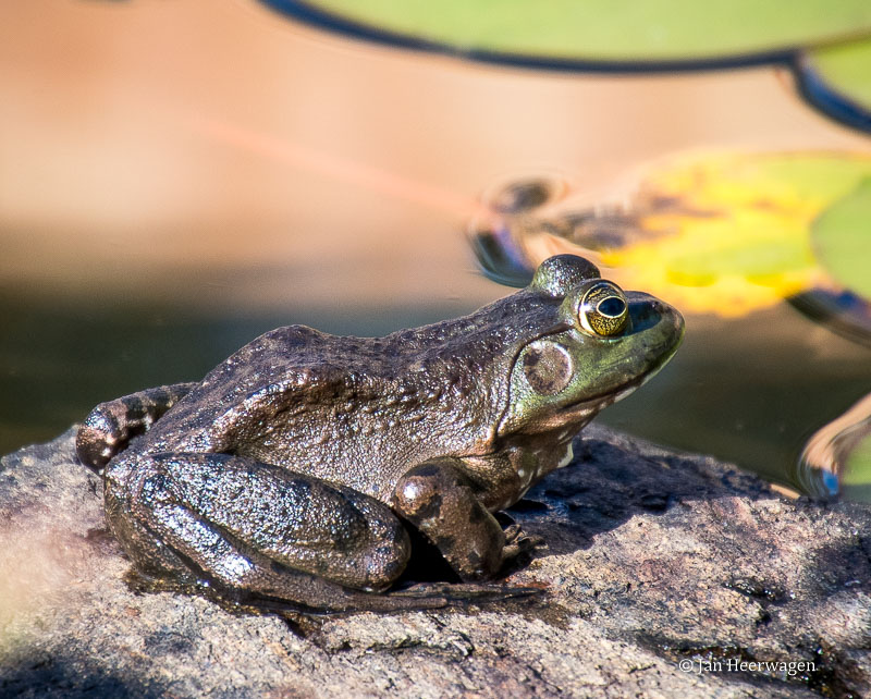 Jan Heerwagen  Sunning Frog