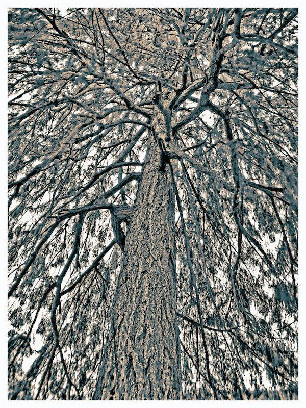 Harvey Lubin<br>Tree