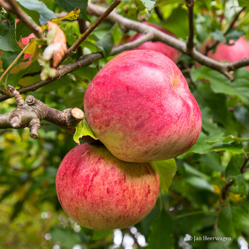 Jan HeerwagenTempting Apples