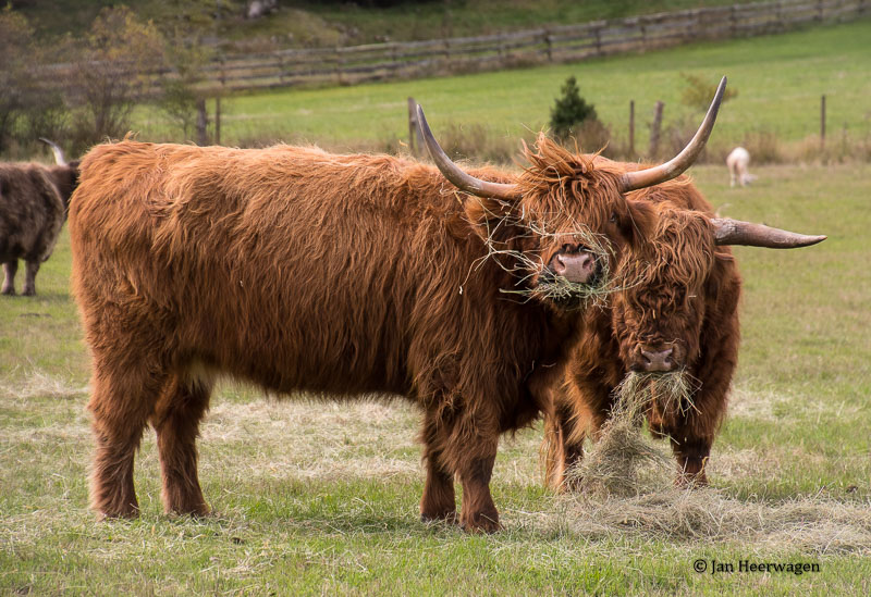 Jan HeerwagenHighland Cattle