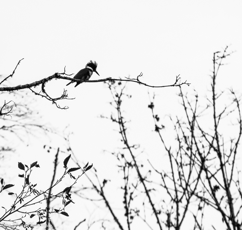 Lana HiscockKingfisher