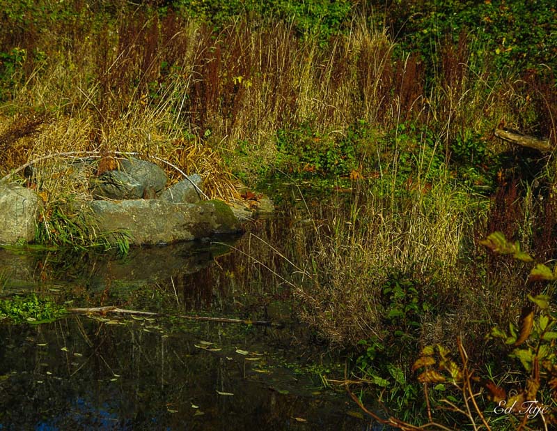 Ed Taje Edge of the Pond