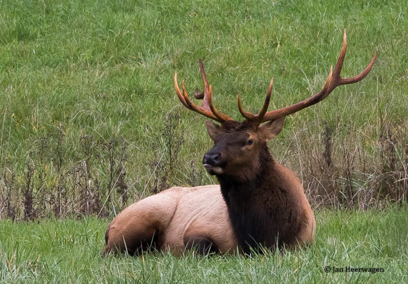 Jan HeerwagenRoosevelt Bull Elk