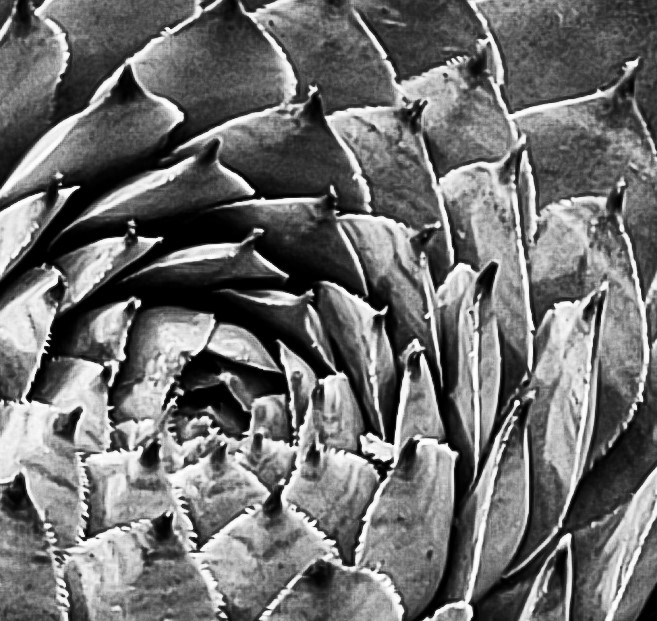 Lana Hiscock2019 CAPA Fall Fine ArtsSucculent