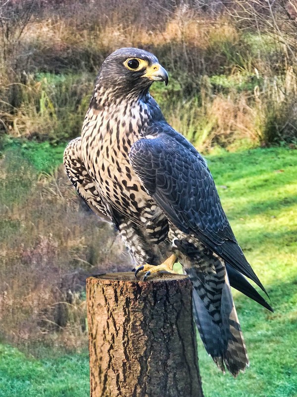 Harvey LubinGyrfalcon