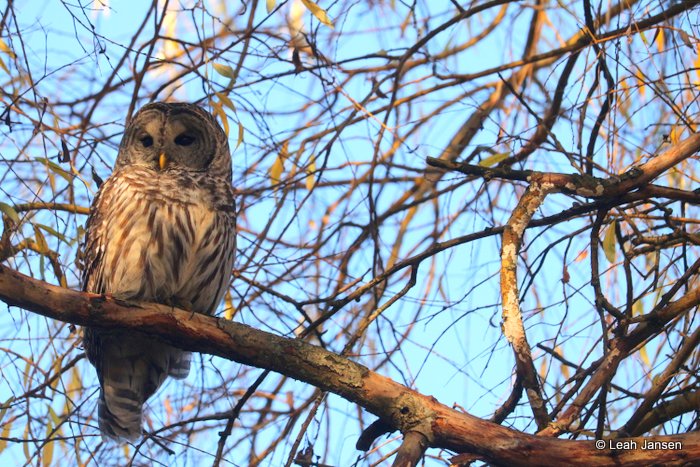 Leah Jansen owl