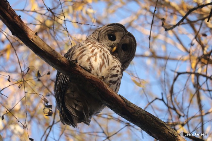 Leah Jansen owl