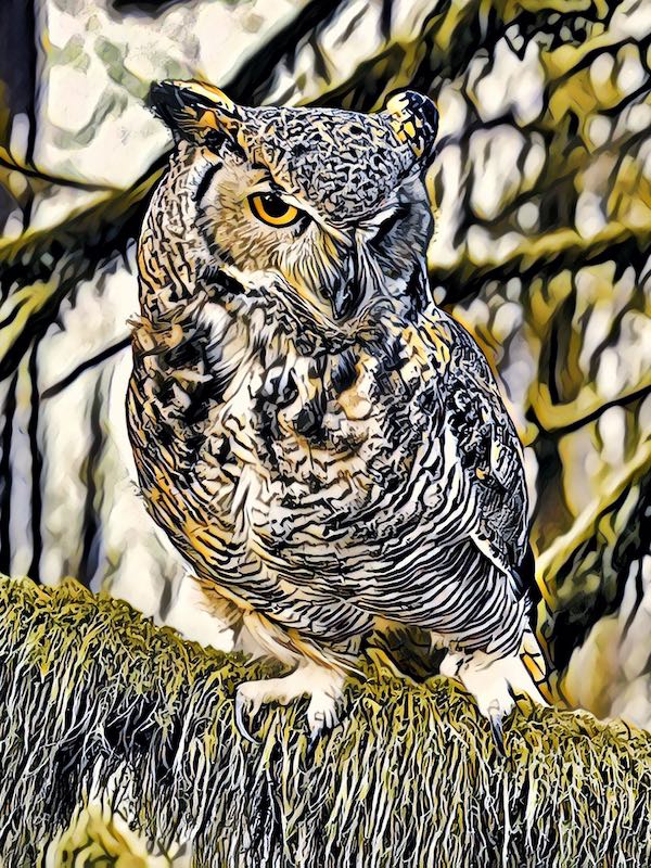 Harvey LubinImpressionistic Owl
