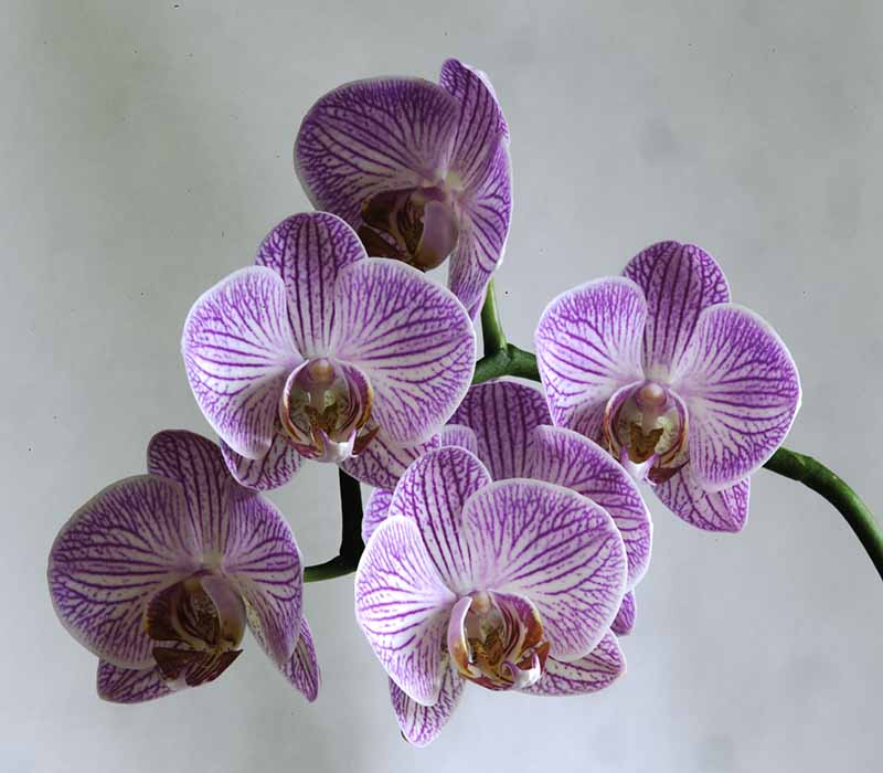 Don Brown Orchids