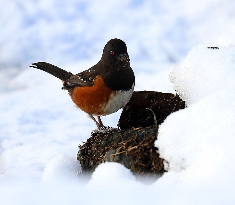 Towhee looking for lunchWillie Harvie