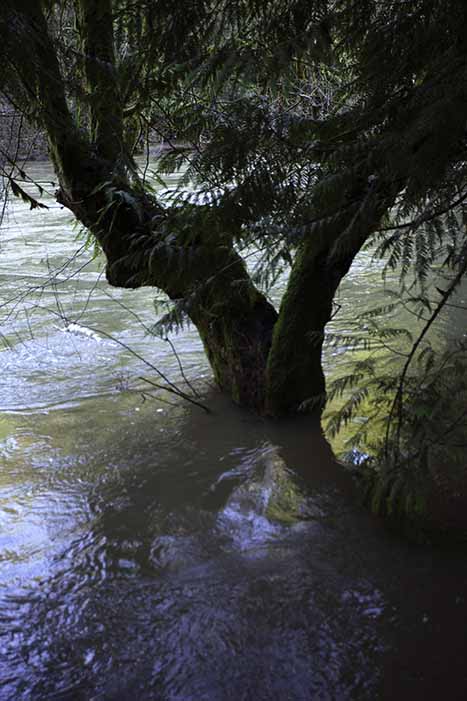 Don Brown  Koksilah River Flood