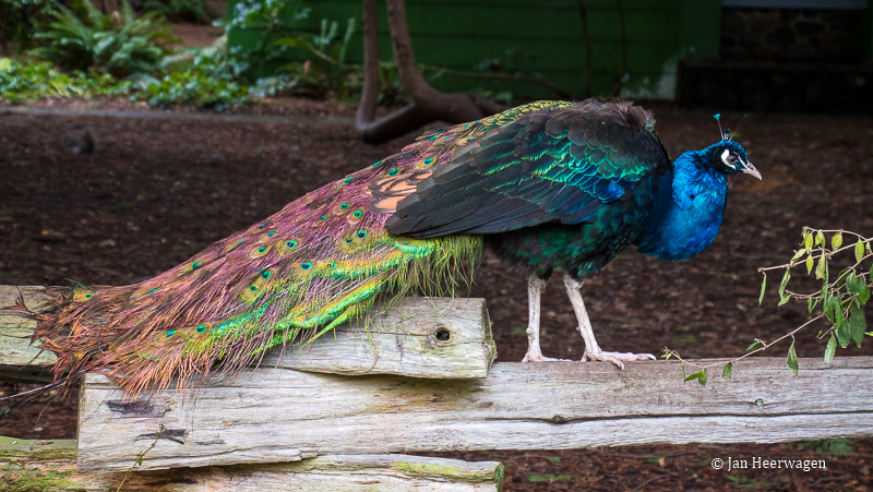 Jan HeerwagenPeacock Fence Walk