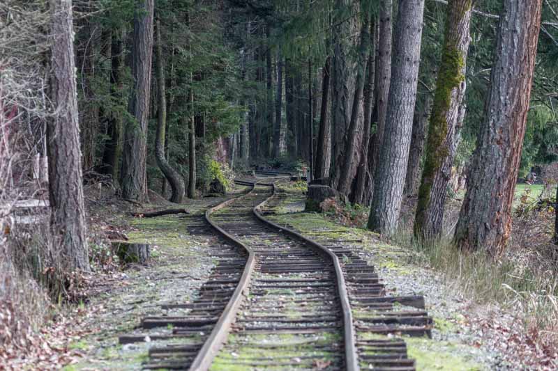 Carl Erland  Forest Swallowed the Train