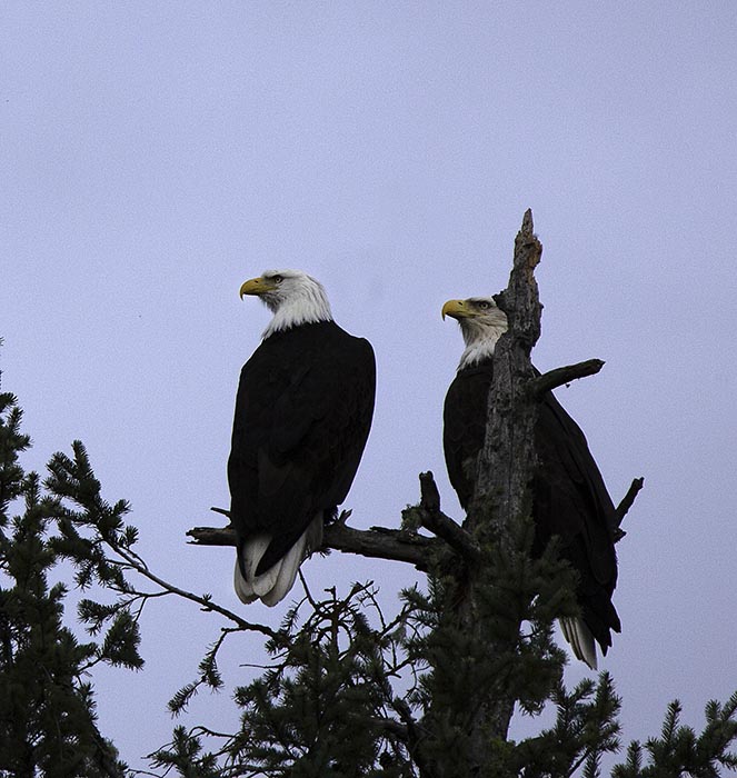 DonBrownTwo Eagles