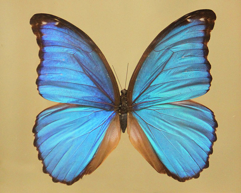 Willie HarvieBeautiful butterflies