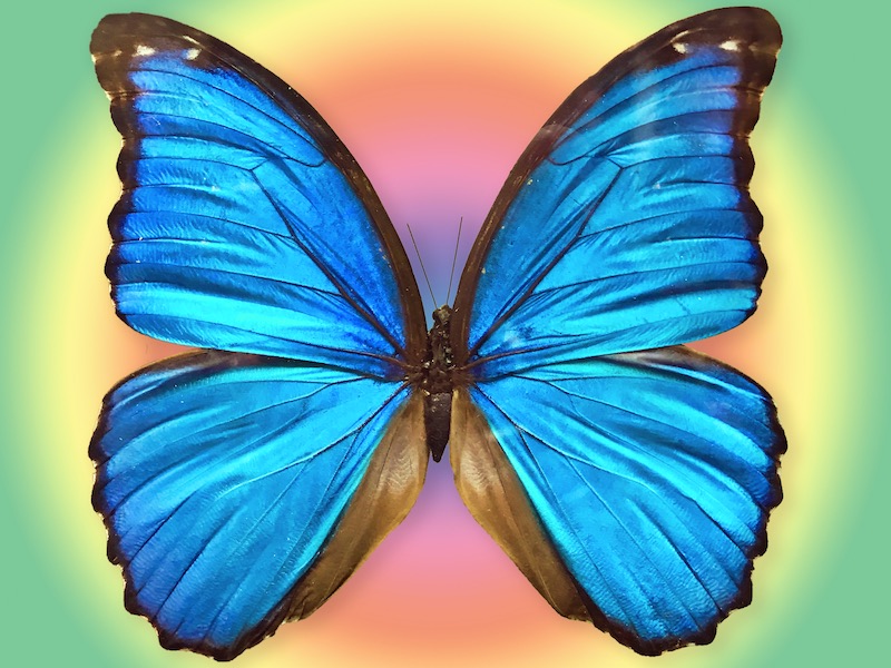 Harvey LubinBlue Butterfly