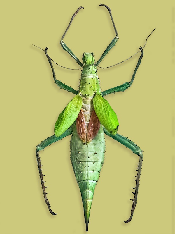 Harvey LubinGreen Bug