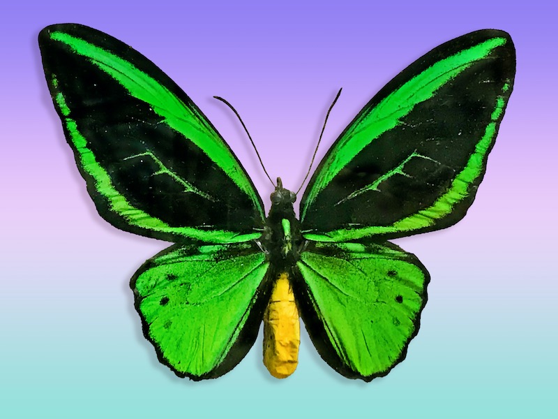 Harvey LubinGreen Butterfly