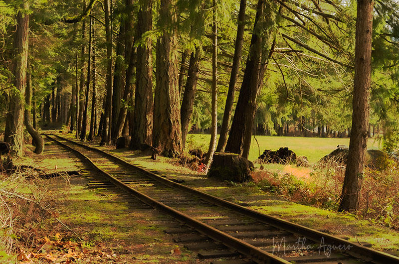 Martha AgueroForestry Rail