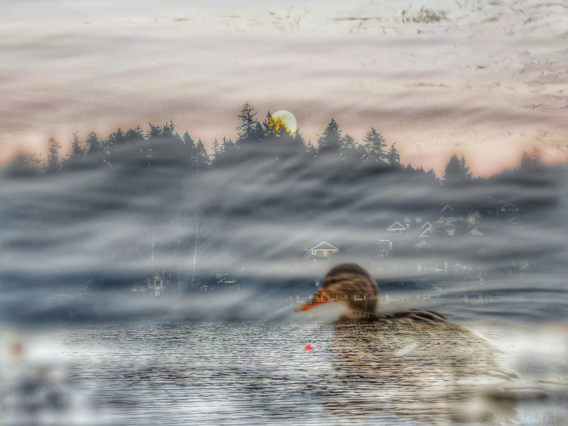 Zosia Miller  Quamichan Duck Composite