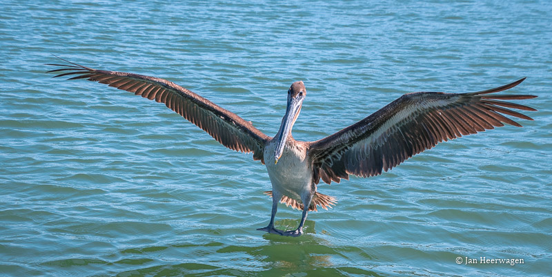 Jan HeerwagenBrown Pelican Landing