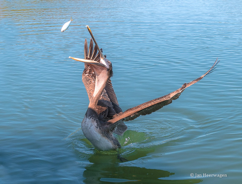 Jan HeerwagenBrown Pelican With Fish