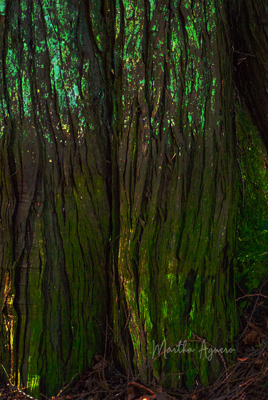 Martha Aguero Green Trees