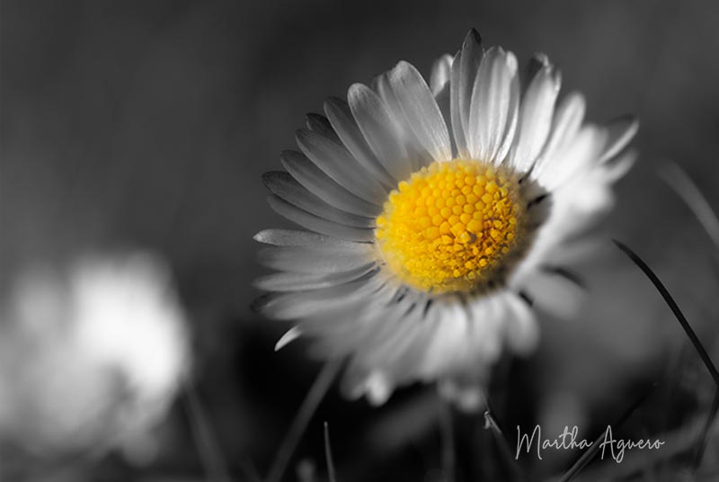 Martha Aguero Dandy Lion Flower
