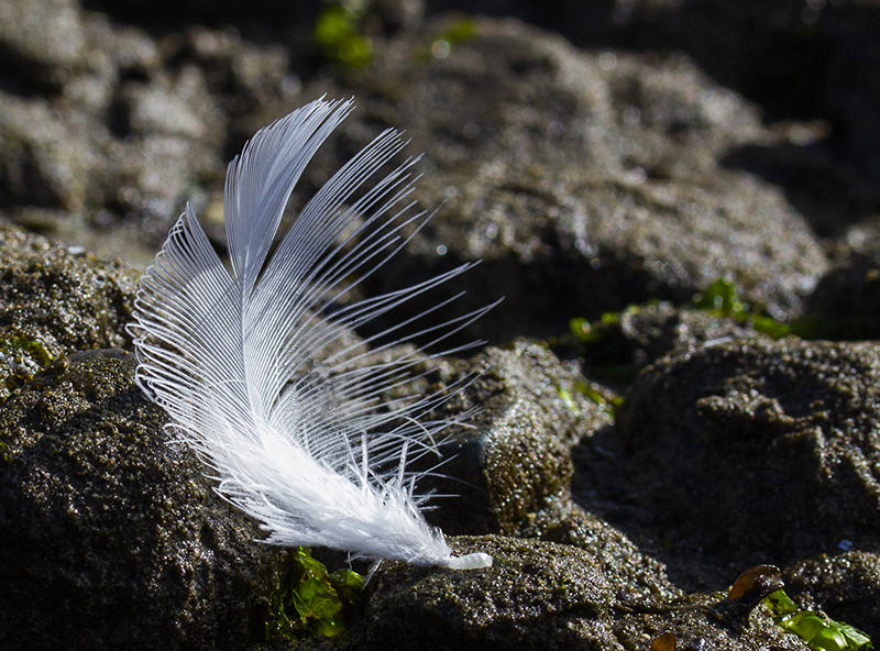 Diana Peglar<br>2020 March Evening Favourites<br>Theme: Macro<br>Shedding Feather<br>3rd>