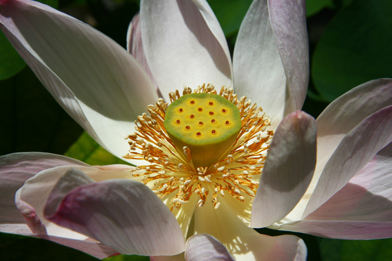 Bob Skelton2020 March Evening FavouritesTheme: MacroBali Lotus Bloom1st