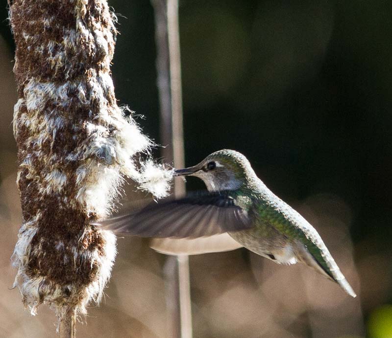 Carl Erland  Nest Material