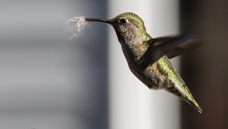 Carl Erland  Three Shades of Grey and a Hummer