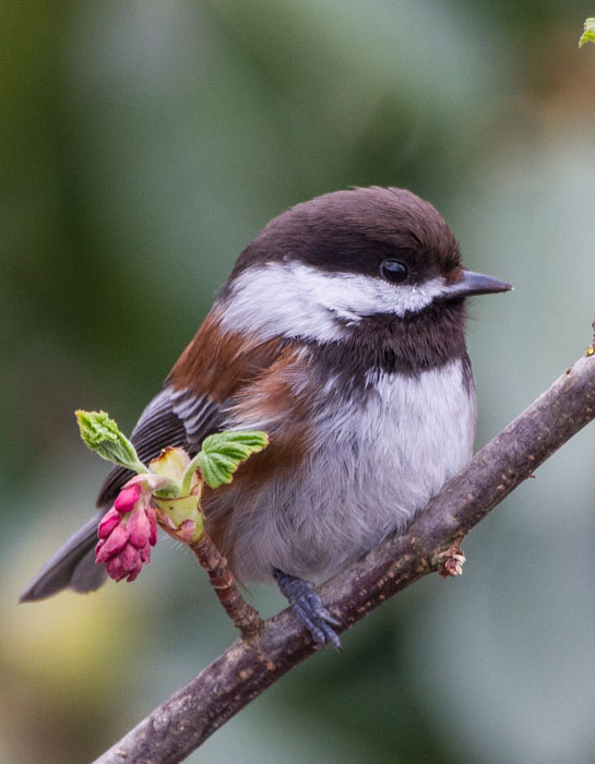 Carl Erland Chestnut Backed Chickadee