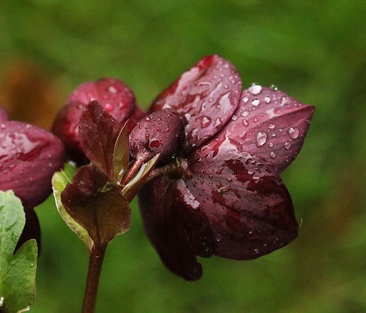 Willie HarvieRaindrops on Hellebore