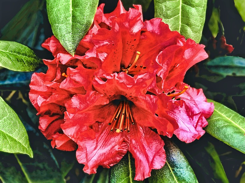 Harvey Lubin<br>Rhododendron