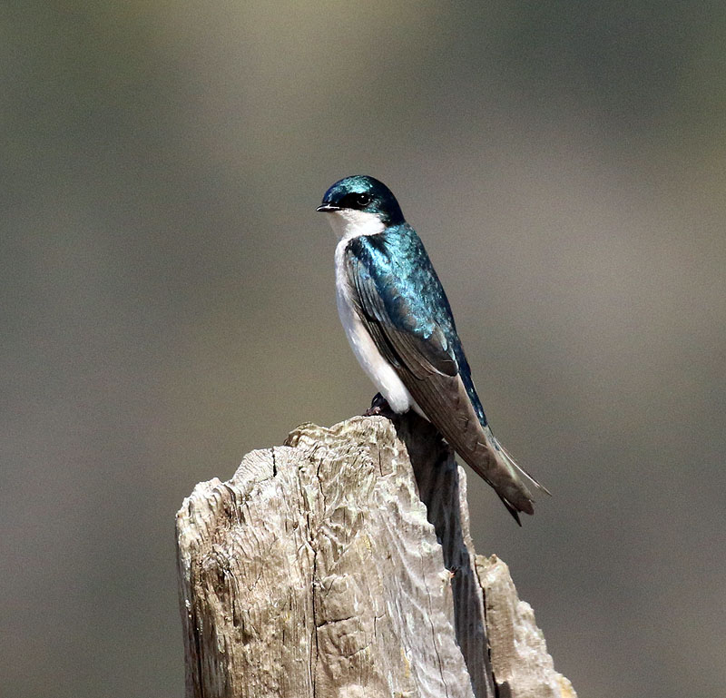 Willie HarvieTree Swallow