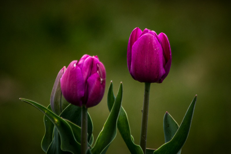 Carl Erland  Two Tulips
