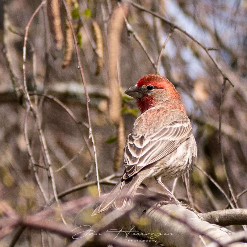 Jan HeerwagenShoulder Checking Finch