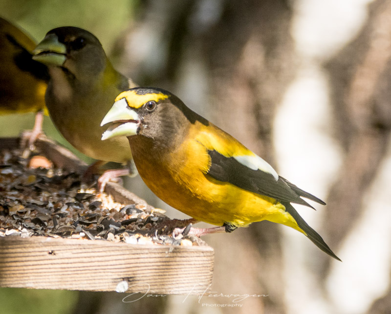 Jan HeerwagenEvening Grosbeak -male