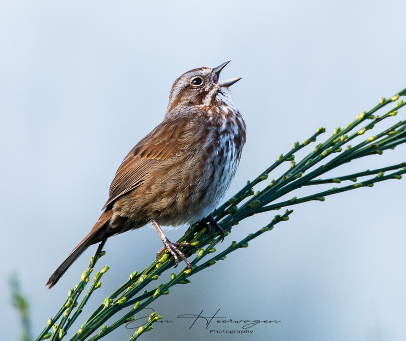 Jan HeerwagenSong Sparrow