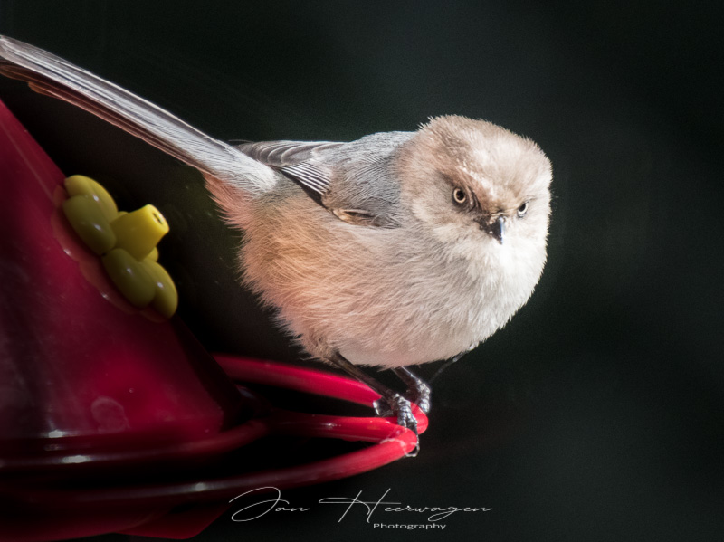 Jan HeerwagenAngry Bird Stare