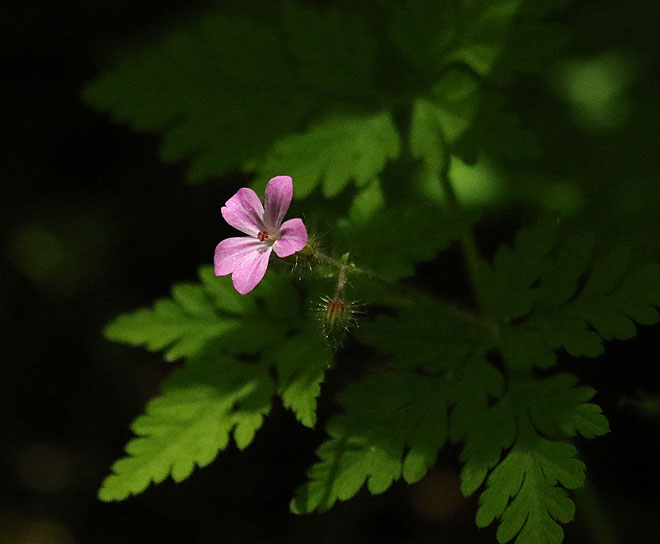 Willie HarvieRobert Geranium