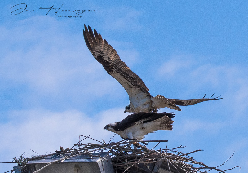 Jan HeerwagenFrisky Osprey