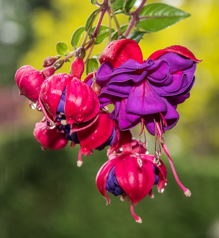 Jan Heerwagen2020 June Evening FavouritesTheme: Spring FlowersFuschia Luminous2nd 