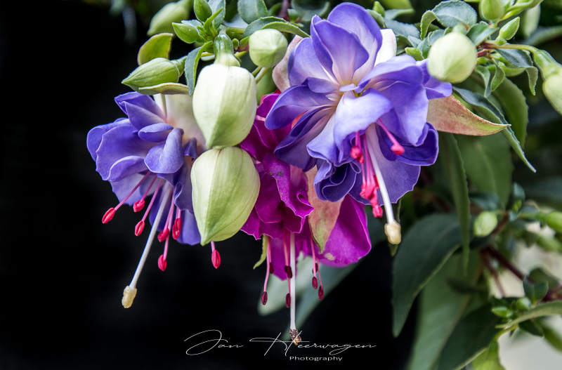 Jan HeerwagenFuchsia Bouquet