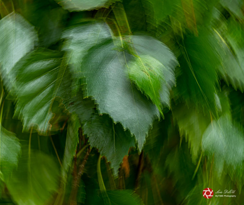 Lois DeEll09-Intentional Camera Movement